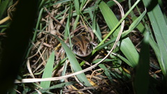 Kassina senegalensis