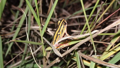 Hyperolius marmoratus taeniatus