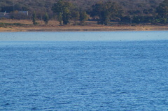 Aechmophorus clarkii