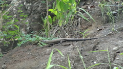 Matobosaurus validus