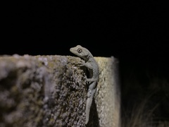 Strophurus intermedius