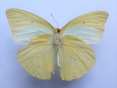 Catopsilia florella