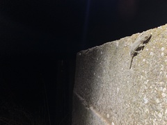 Strophurus intermedius