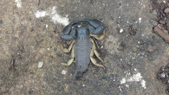 Opisthacanthus laevipes
