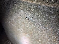 Strophurus intermedius