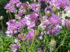 Centaurea scabiosa apiculata