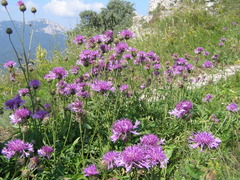 Centaurea scabiosa apiculata