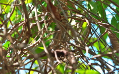Anolis luteogularis