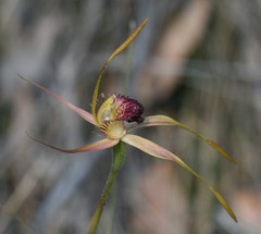 Caladenia pectinata