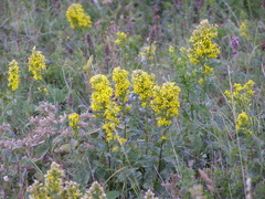 Solidago virgaurea taurica