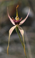 Caladenia pectinata