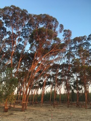 Eucalyptus salubris