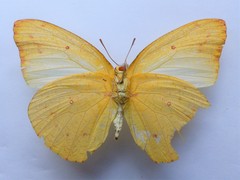 Catopsilia florella