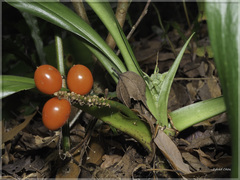 Rohdea fargesii