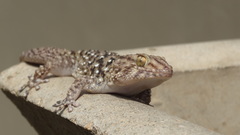 Chondrodactylus turneri