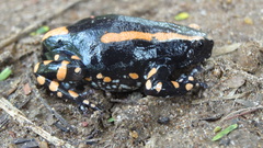Phrynomantis bifasciatus