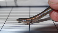 Panaspis wahlbergii