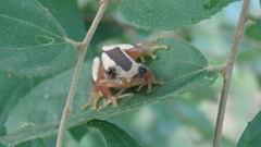 Afrixalus fornasini