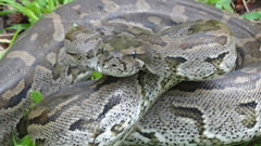 Python natalensis