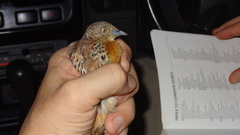 Turnix sylvaticus