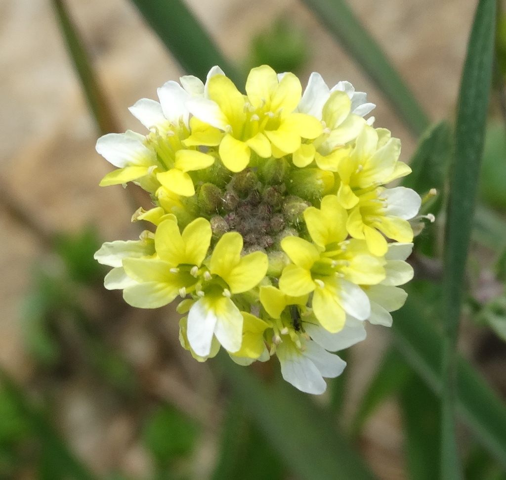 Berteroa orbiculata