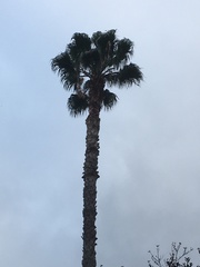Washingtonia robusta