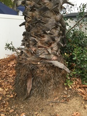 Washingtonia robusta