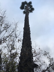 Washingtonia robusta