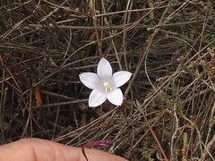 Prismatocarpus brevilobus