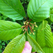 Cascara - Photo (c) tewksjj, some rights reserved (CC BY-NC-SA), uploaded by Joshua Tewksbury
