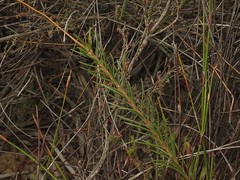 Prismatocarpus brevilobus