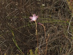 Prismatocarpus brevilobus