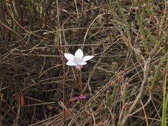 Prismatocarpus brevilobus