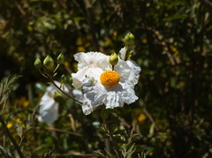 Romneya coulteri
