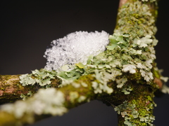 Physcia