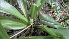 Rohdea fargesii