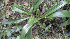 Rohdea fargesii
