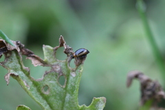 Longitarsus dorsalis