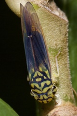 Dilobopterus costalimai