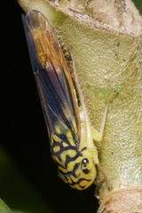 Dilobopterus costalimai