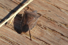 Euschistus conspersus