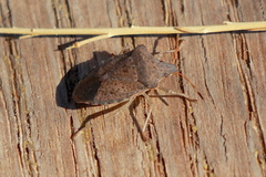 Euschistus conspersus