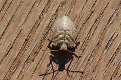 Euschistus conspersus