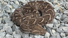 Bitis arietans arietans