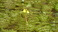 Utricularia foliosa