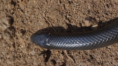 Amblyodipsas polylepis