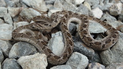 Dasypeltis scabra