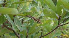 Thelotornis capensis