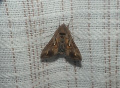 Autoplusia gammoides