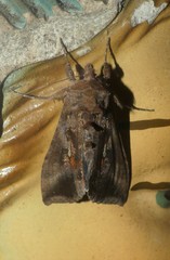 Autoplusia gammoides